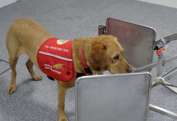 Medical Detection Dogs help detect bladder cancer
